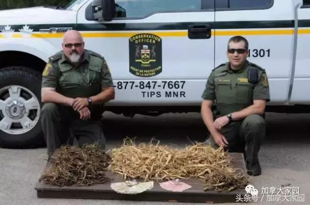 比象牙更珍贵,一根手指细就要5千多元!加拿大的野生西洋参,被盗挖者盯上了!