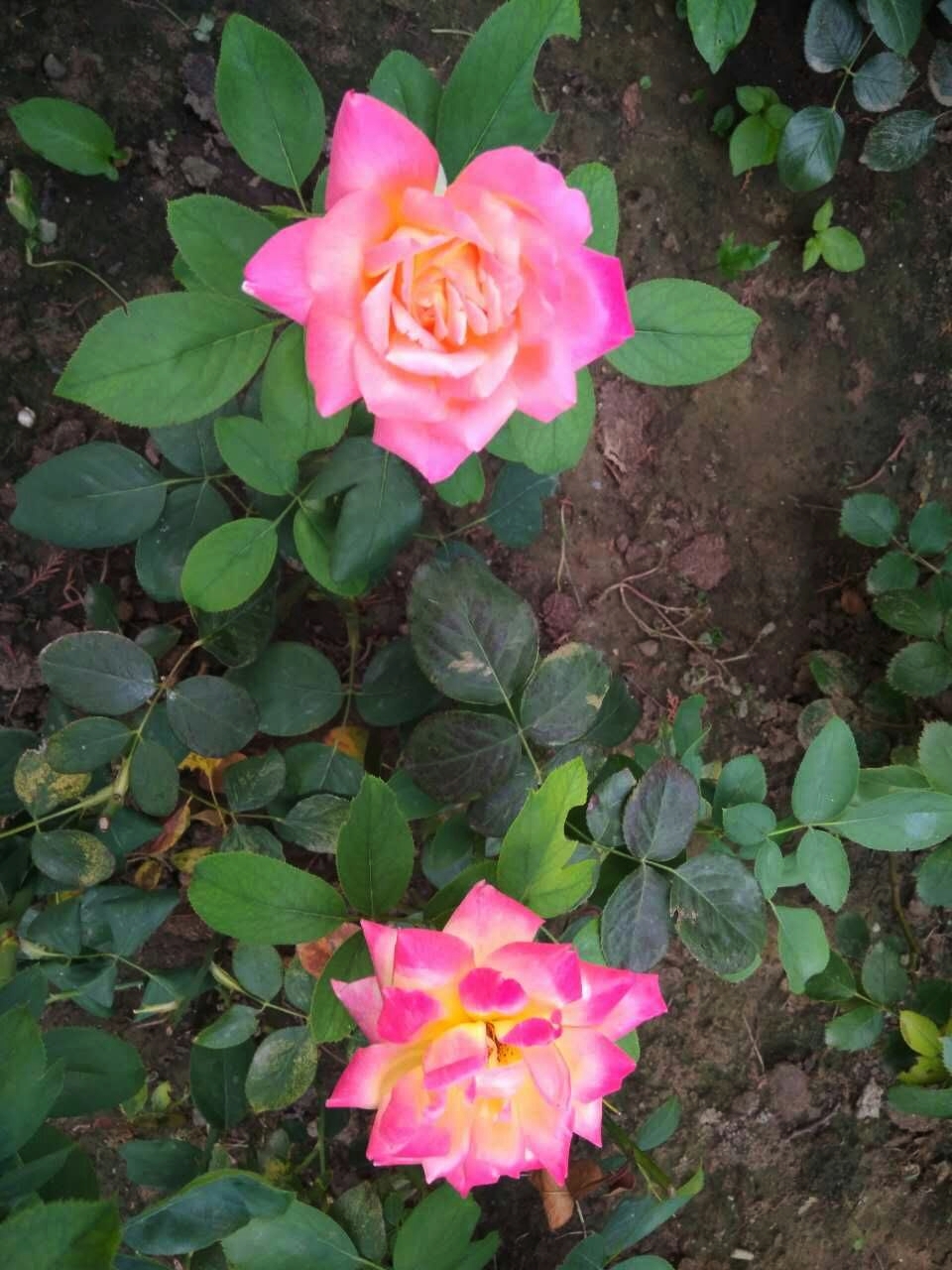 金姑娘昌吉,金姑娘牡丹