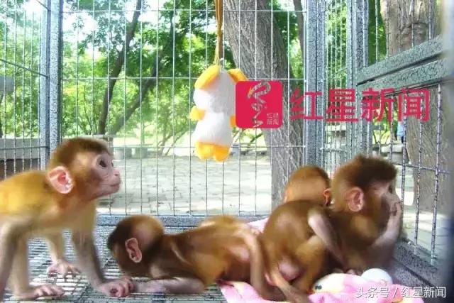 河南新野县耍猿的人,河南新野卖猴子的地方