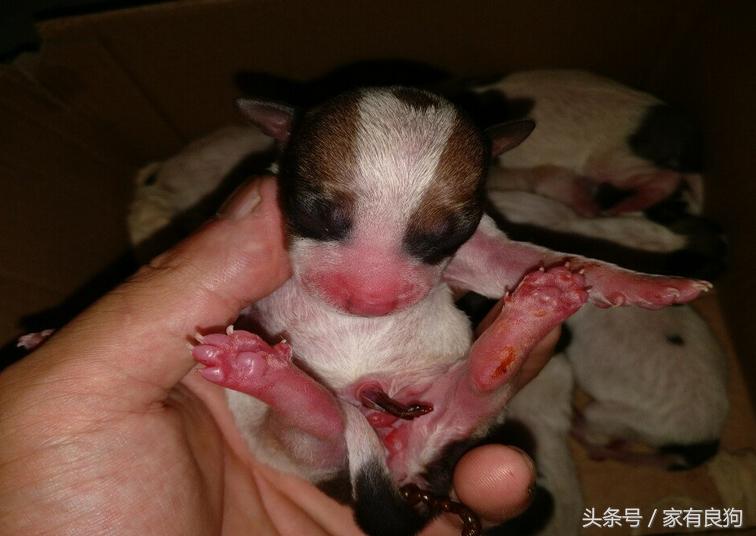 凌晨4点出世的狗宝宝,晚上7点半出生的狗宝宝