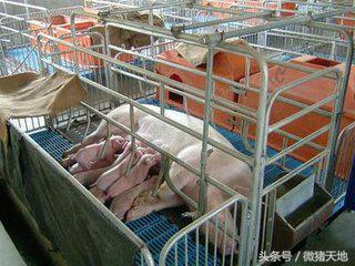 农民学养猪，母猪分娩前110-115天的症状（基础养猪学）