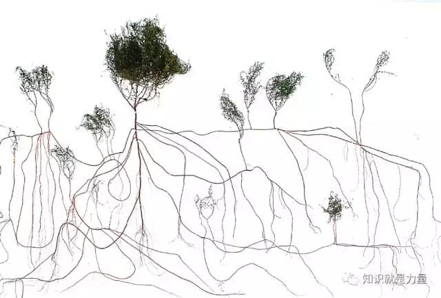 塔克拉玛干沙漠的植物有哪些,塔克拉玛干沙漠特殊的植物