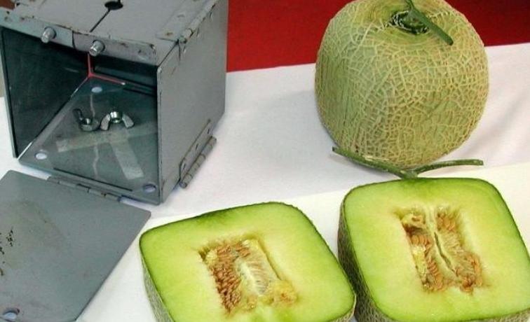 水果千元一个，日本豪华水果大师简直是把钱种在水果上