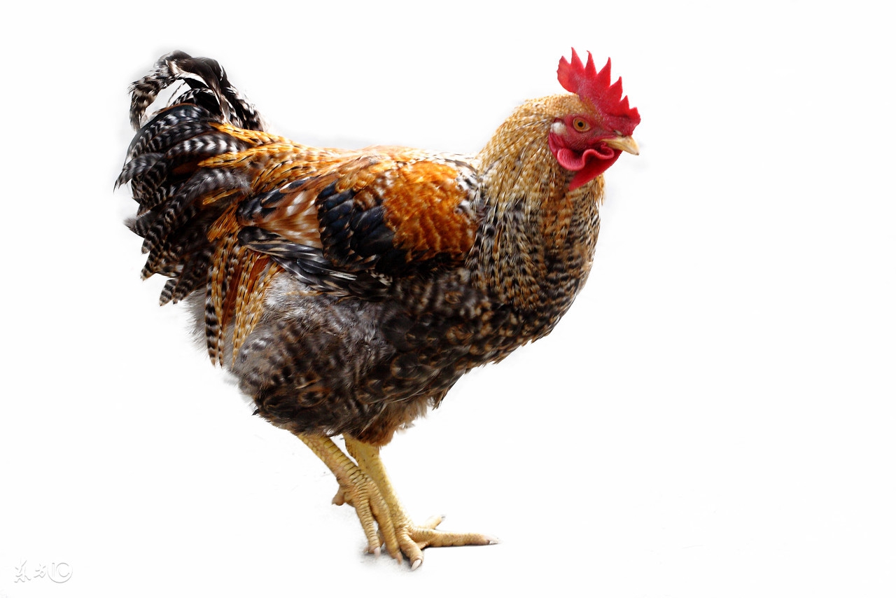 属鸡的人11月份的财运,属鸡的人1月份财运