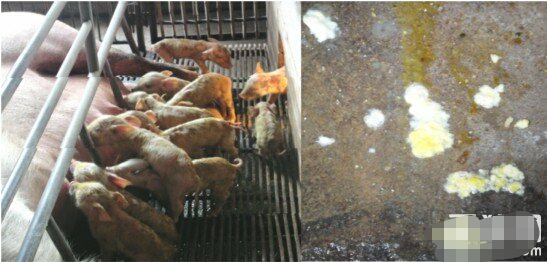 哺乳期小猪拉肚子怎么快速解决,哺乳期小猪反复拉稀怎么办