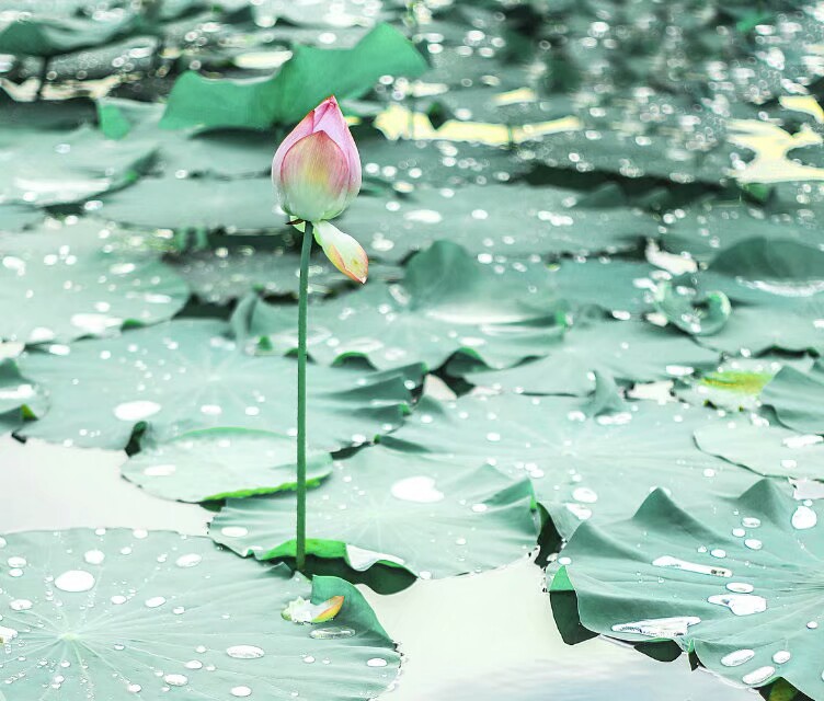 金姑娘昌吉,金姑娘牡丹