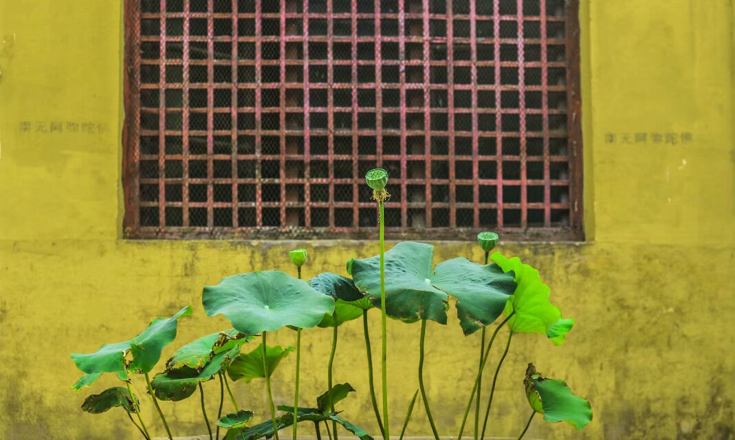 金姑娘昌吉,金姑娘牡丹