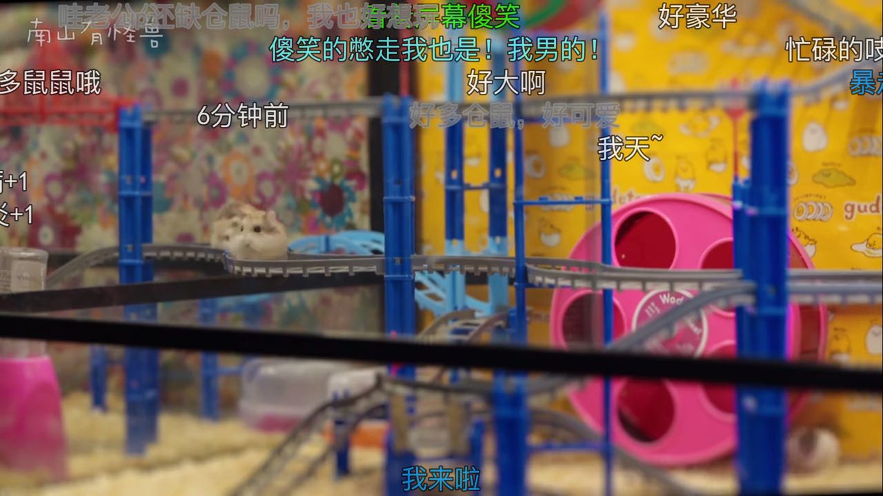 惊喜日三：跟着养仓鼠大神-南山有怪兽，来一起看看高清镜头下仓鼠的小世界是什么样的~