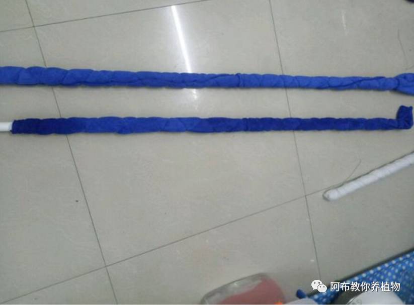 一个鸡蛋就可以让绿萝疯长,让绿萝长得快的方法有哪些