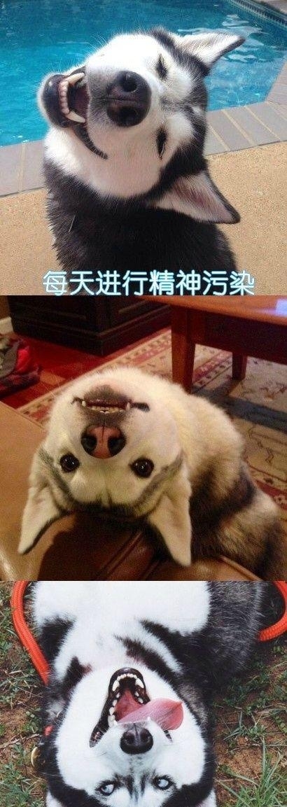 用计谋报复一个人,狗会用什么行为报复主人