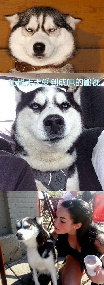 用计谋报复一个人,狗会用什么行为报复主人