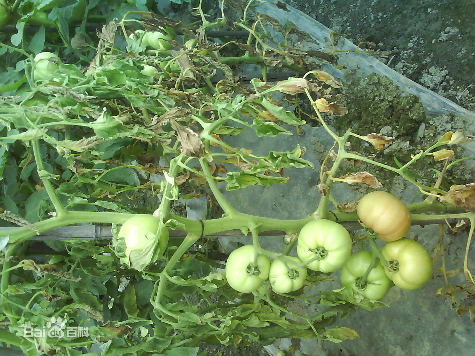 阴天多雨，别让它毁了你辛苦种植的西红柿