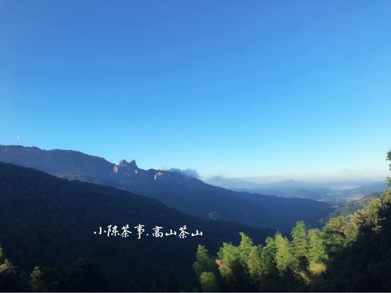 真正的白茶大师是什么样的？