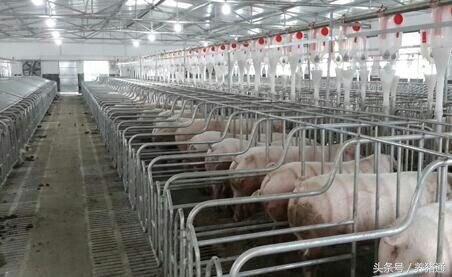 如何减少母猪上产床应激,母猪不用产床怎样预防压仔