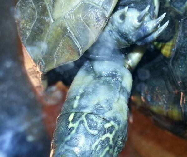 乌龟腐皮会自愈吗,小乌龟腐皮的症状