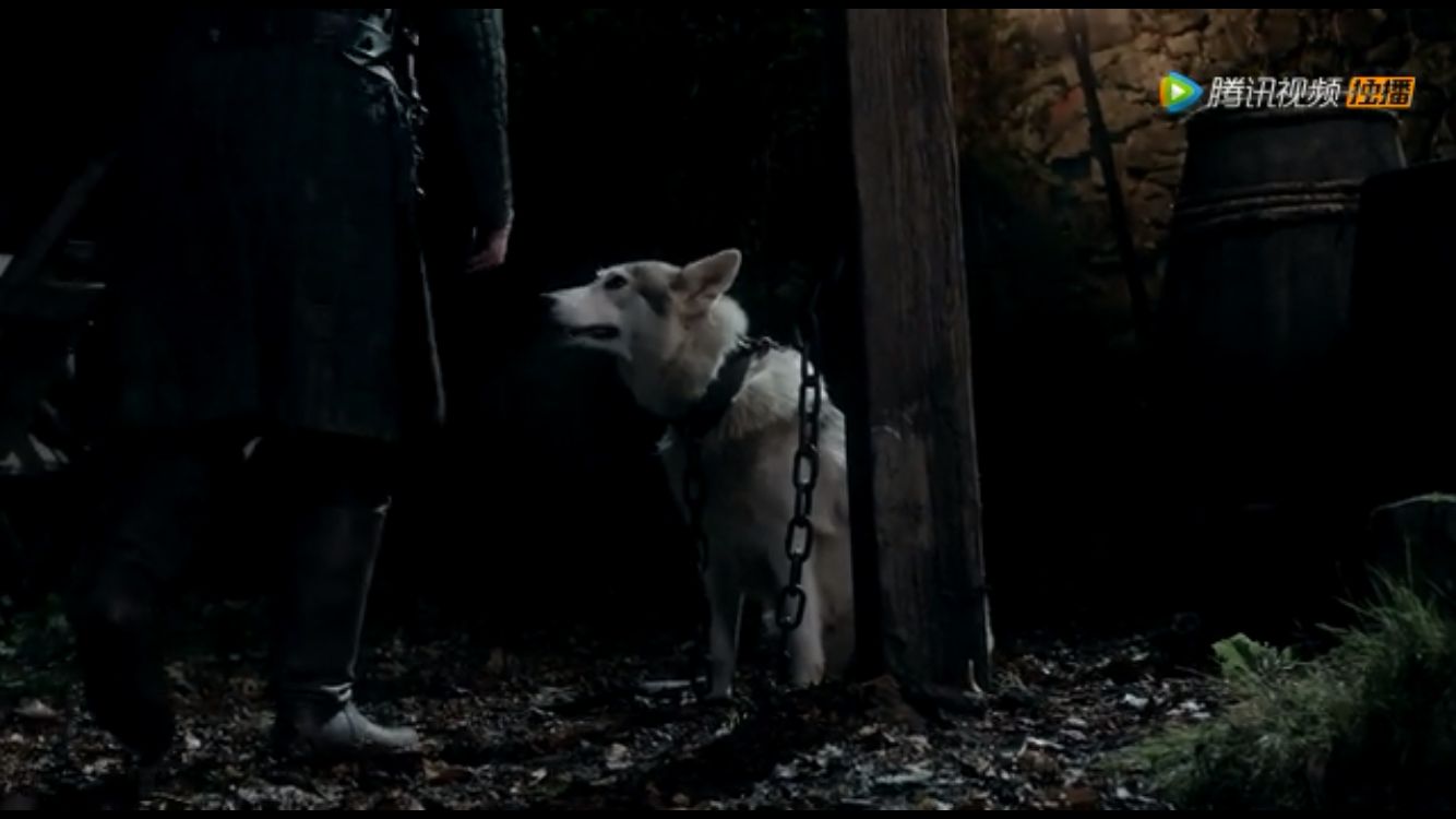 权力的游戏冰原狼是什么品种,权力的游戏史塔克一家都怎么死的
