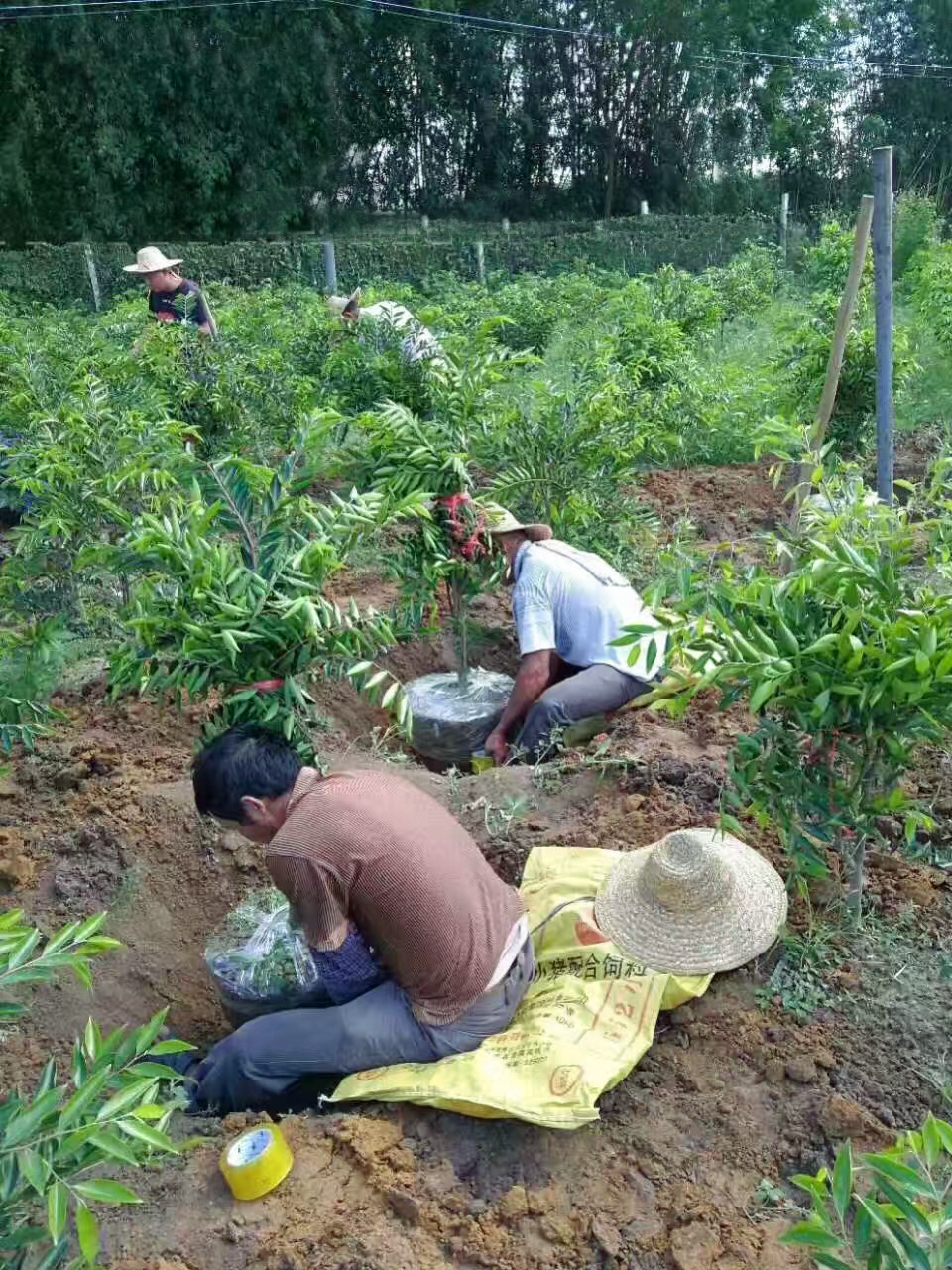 广东茂名电白沉香之乡奇楠直播,沉香五大奇楠产地