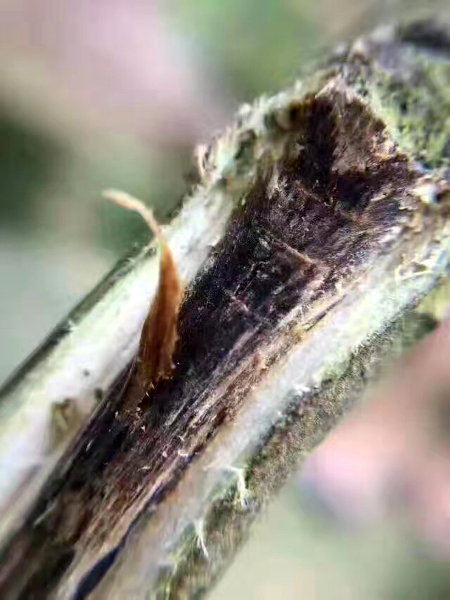 广东茂名电白沉香之乡奇楠直播,沉香五大奇楠产地