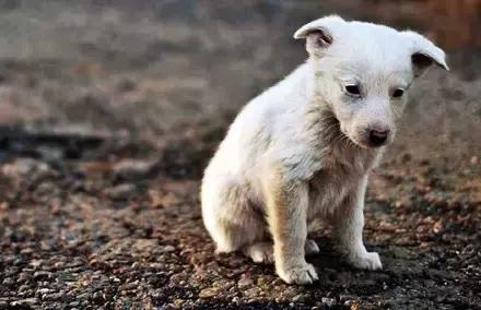 爱心传递：以领养代替购买，济宁300只狗狗求收留