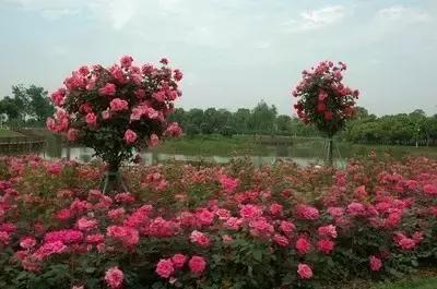 月季玫瑰蔷薇的识别特征,认识蔷薇玫瑰月季