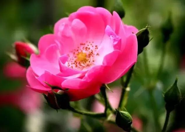 月季玫瑰蔷薇的识别特征,认识蔷薇玫瑰月季