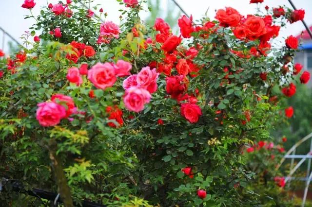 月季玫瑰蔷薇的识别特征,认识蔷薇玫瑰月季