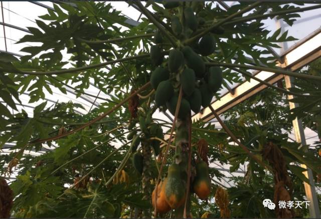 全国网络媒体孝感行:跟着媒体大咖们继续前进,原来咱们孝感的县市区也发展的如此迅速!