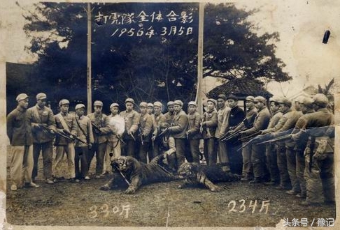 老虎的故乡在河南，“全球老虎日”想起它们：家还在，虎没了