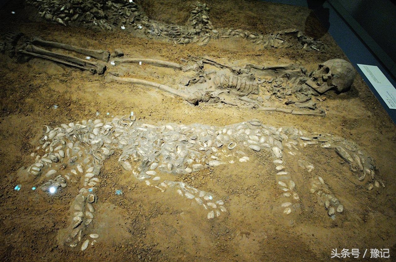 老虎的故乡在河南，“全球老虎日”想起它们：家还在，虎没了