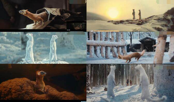 西游记黄鼠狼为什么变老虎,西游记黄眉老妖为什么那么厉害