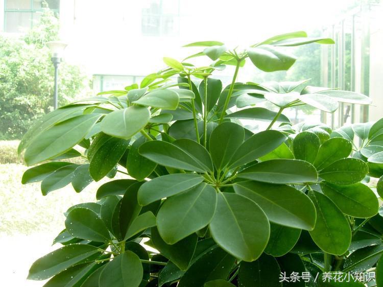 绿萝吸附甲醛的能力有多强,吊兰去甲醛好还是绿萝去甲醛好