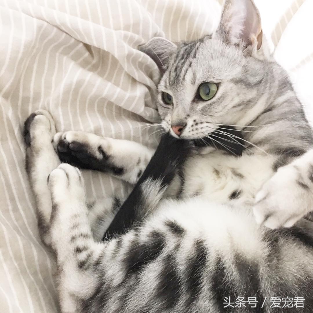 猫咪冷知识什么意思,猫咪冷知识开头素材