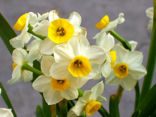 各种常见的花语,一些花的花语