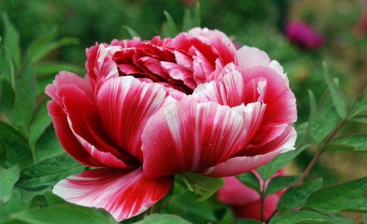 各种常见的花语,一些花的花语