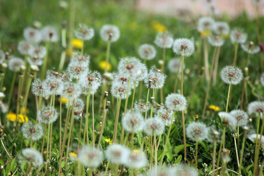 各种常见的花语,一些花的花语