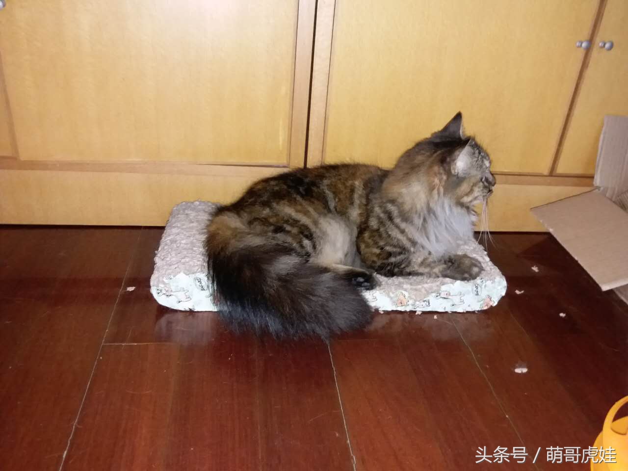 铲屎官被猫抓然后给猫咪头发剃了,铲屎官给狗子剪毛