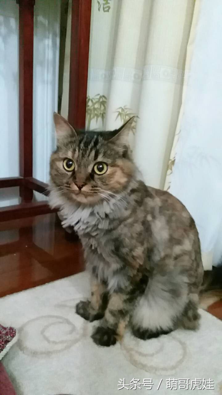 铲屎官被猫抓然后给猫咪头发剃了,铲屎官给狗子剪毛