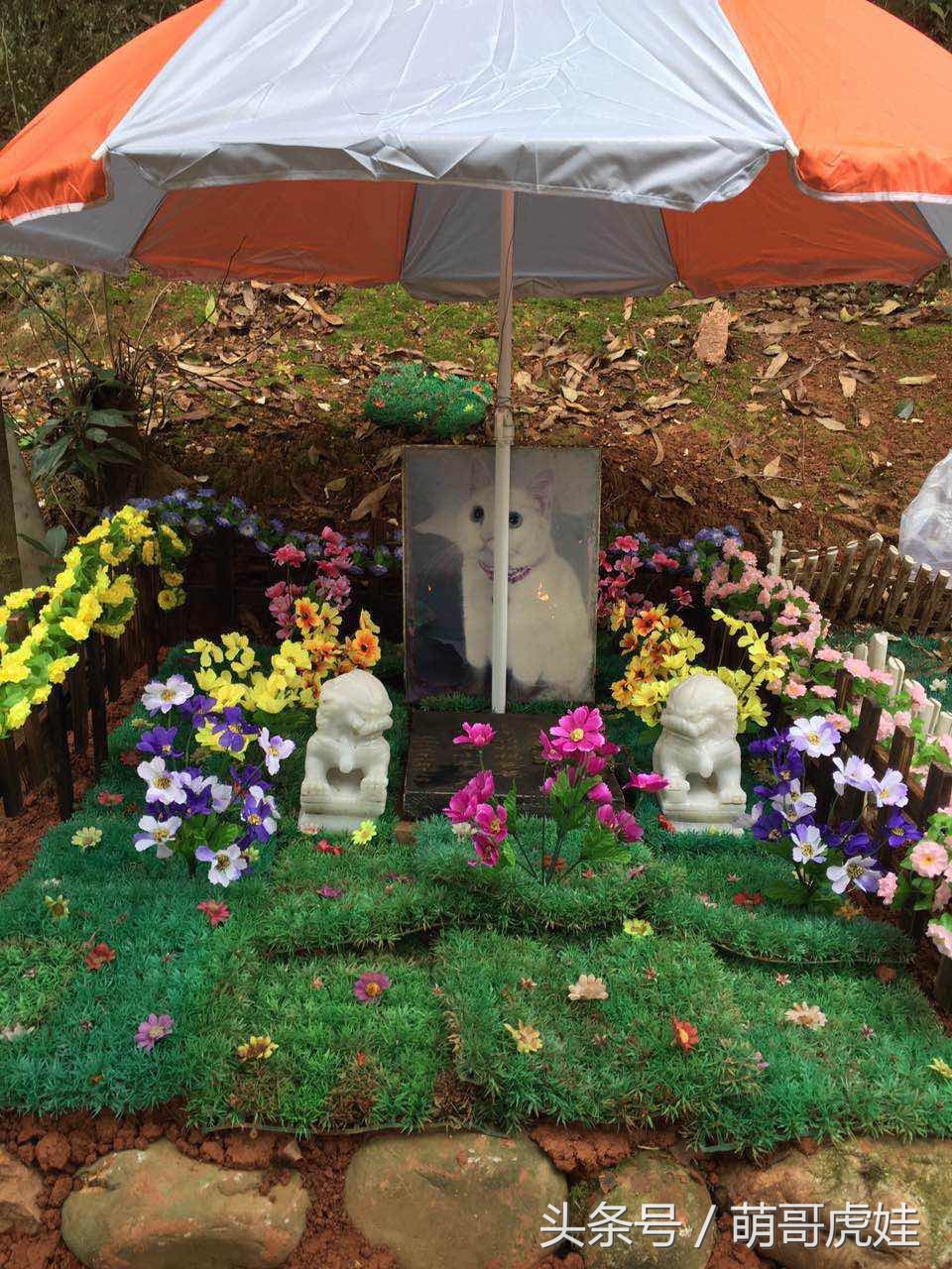 铲屎官被猫抓然后给猫咪头发剃了,铲屎官给狗子剪毛