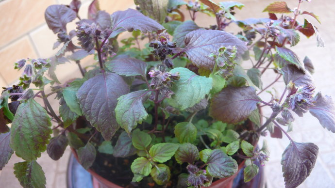 阳台养花三宝,阳台三角梅治愈