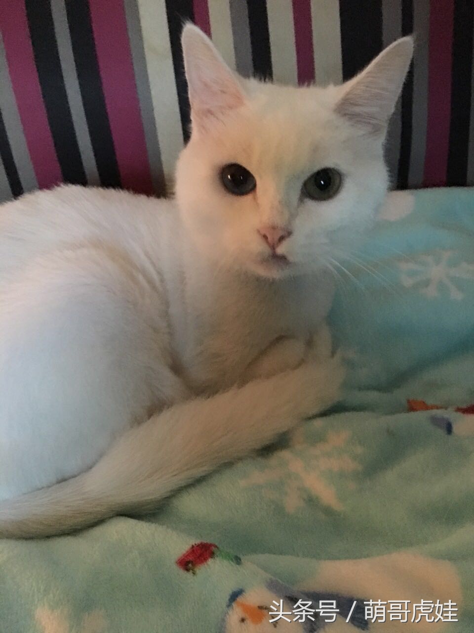 铲屎官被猫抓然后给猫咪头发剃了,铲屎官给狗子剪毛