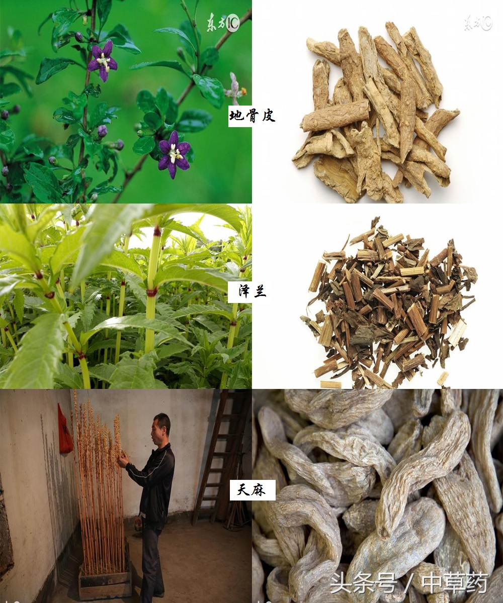 药性歌括四百味讲解视频,药性歌括四百味2