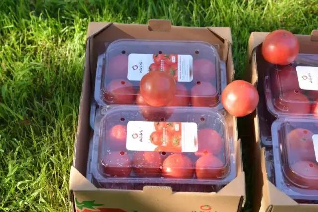 人类驯化食材,人类驯化植物