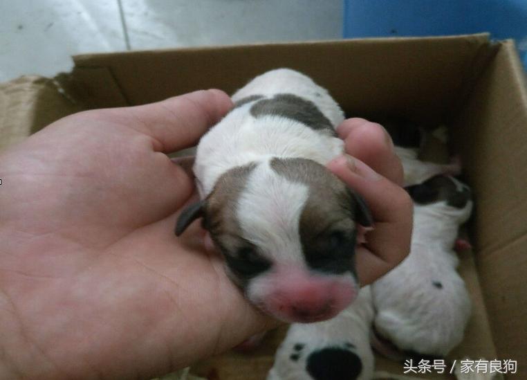 凌晨4点出世的狗宝宝,晚上7点半出生的狗宝宝