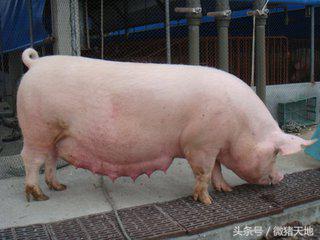 农民学养猪，母猪分娩前110-115天的症状（基础养猪学）