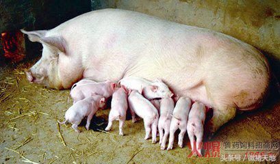 农民学养猪，母猪分娩前110-115天的症状（基础养猪学）