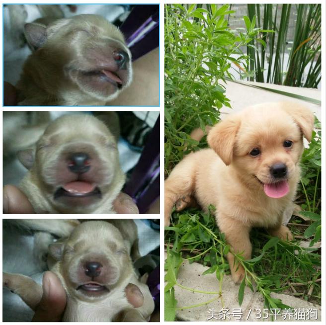 我和我的狗子们:养狗人的心醉幸福二三事儿