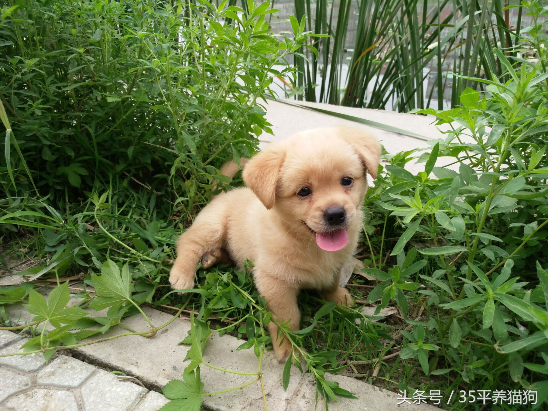 我和我的狗子们:养狗人的心醉幸福二三事儿