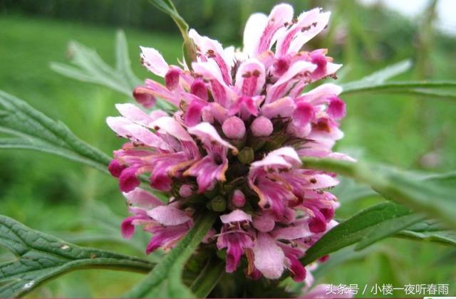 42种长在农村的神奇中草药,你想不到的神奇中草药