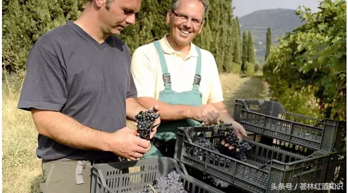 意大利葡萄酒品酒笔记-幸福家族古典阿玛诺（十字园）金标