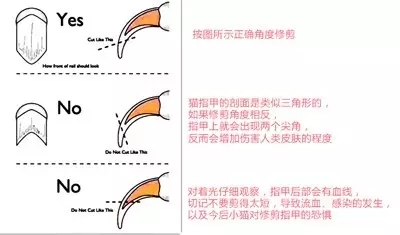 给孩子养猫怕被抓伤剪指甲,小孩被小猫咪抓伤了用打疫苗吗